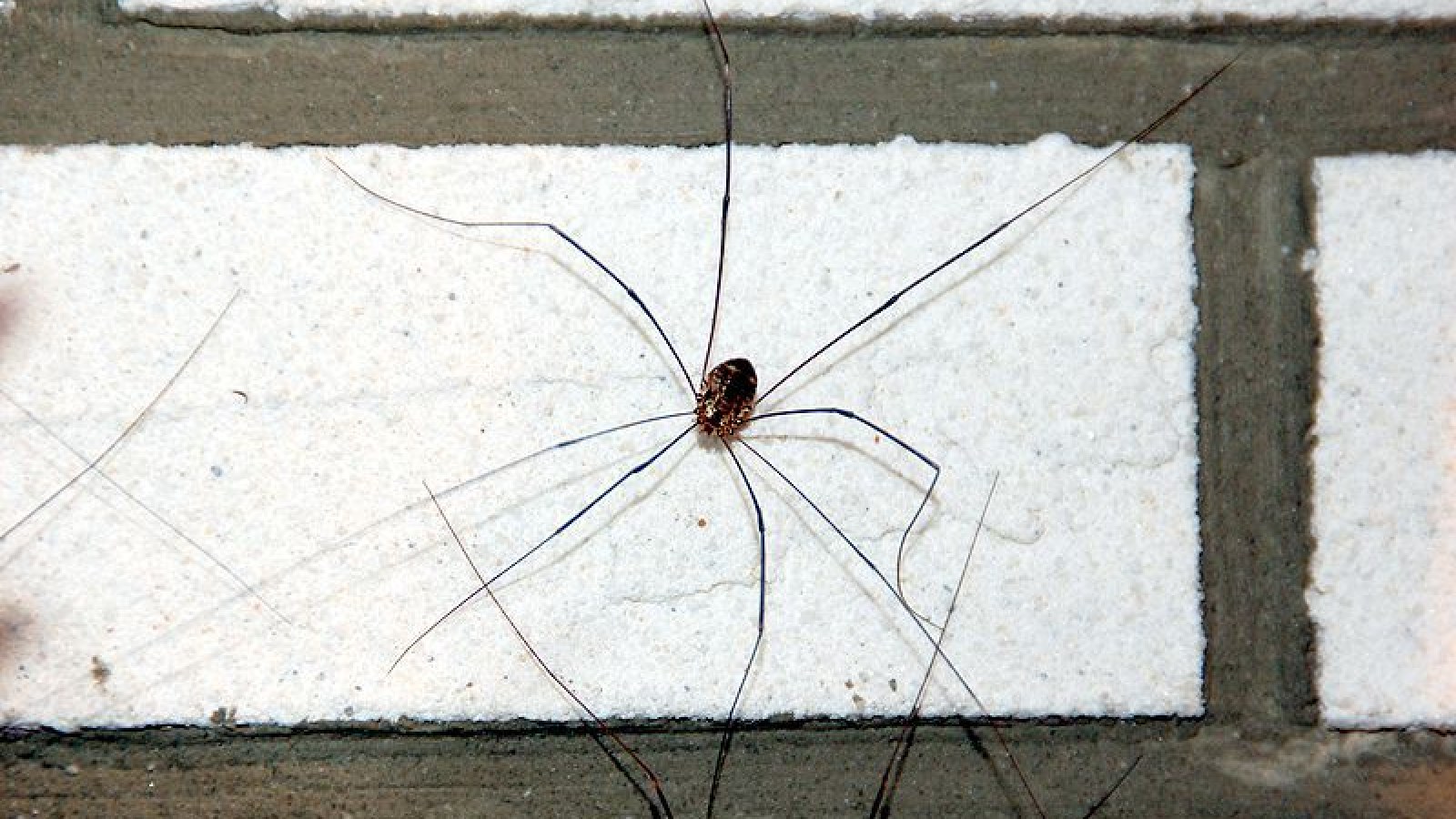 daddy long legs spider clump