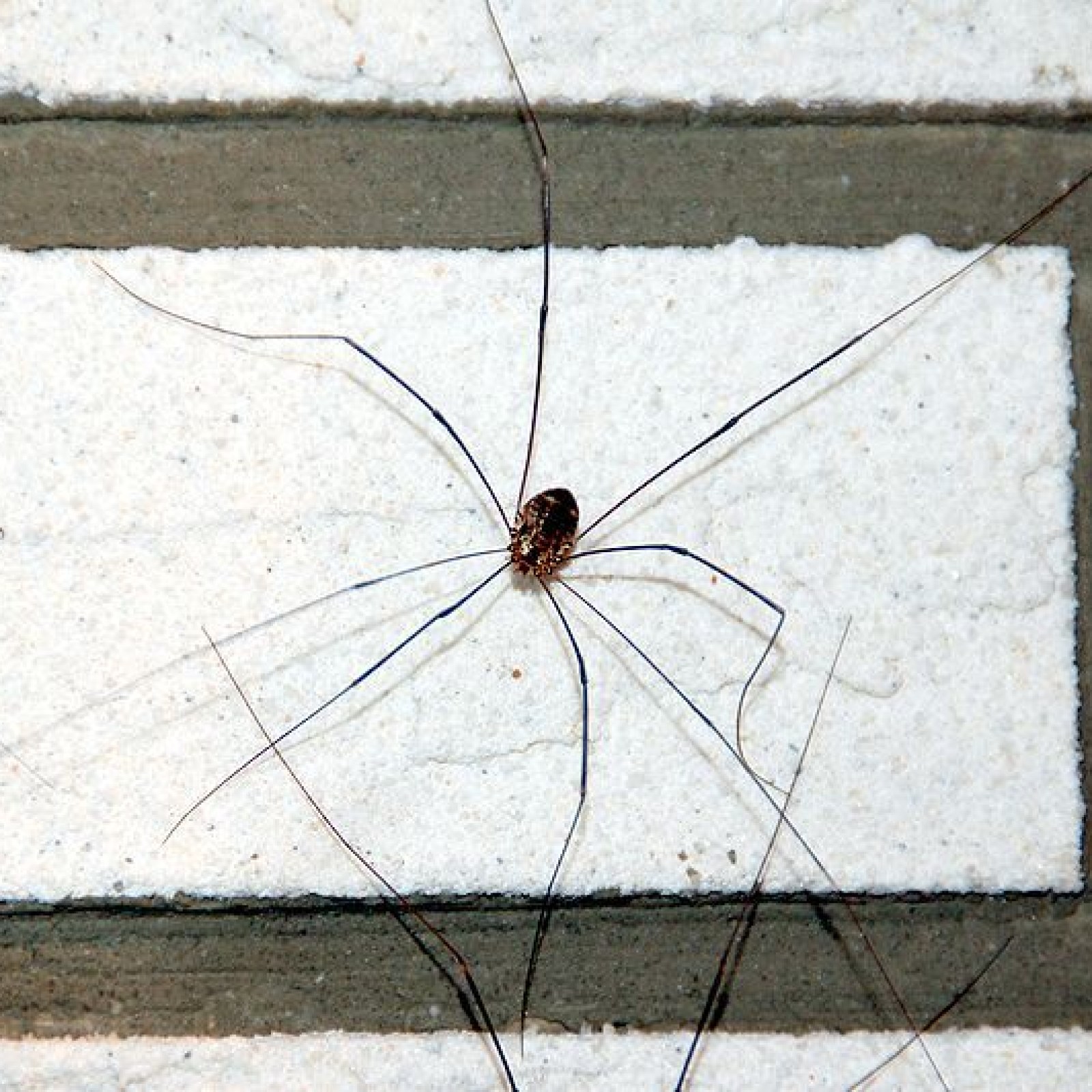 Daddy Long Legs Spider Research