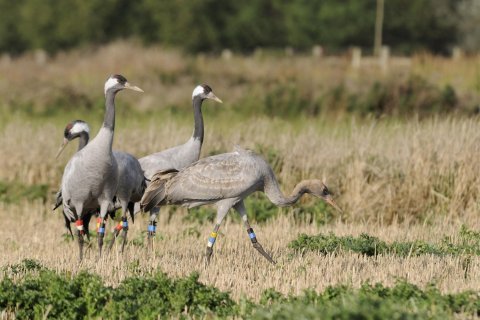 Cranes