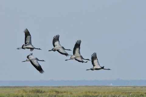 Cranes