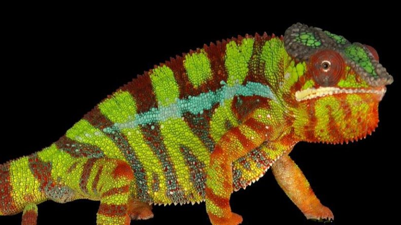 chameleon-1