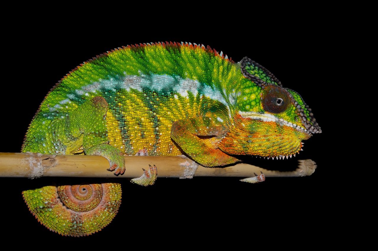 Chameleons' Color-Changing Secrets Unveiled - Newsweek