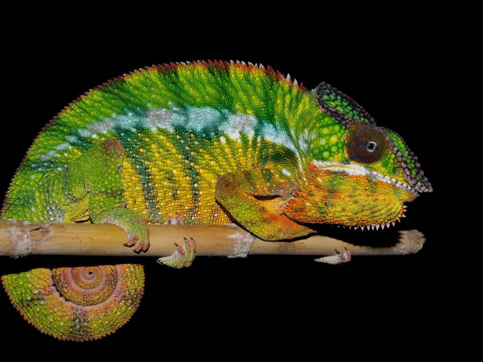Chameleons Color Changing Secrets Unveiled