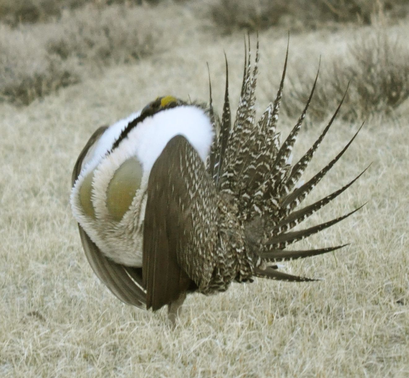 Utah Plans to Give 2 Million More to Man Keeping Sage Grouse Off