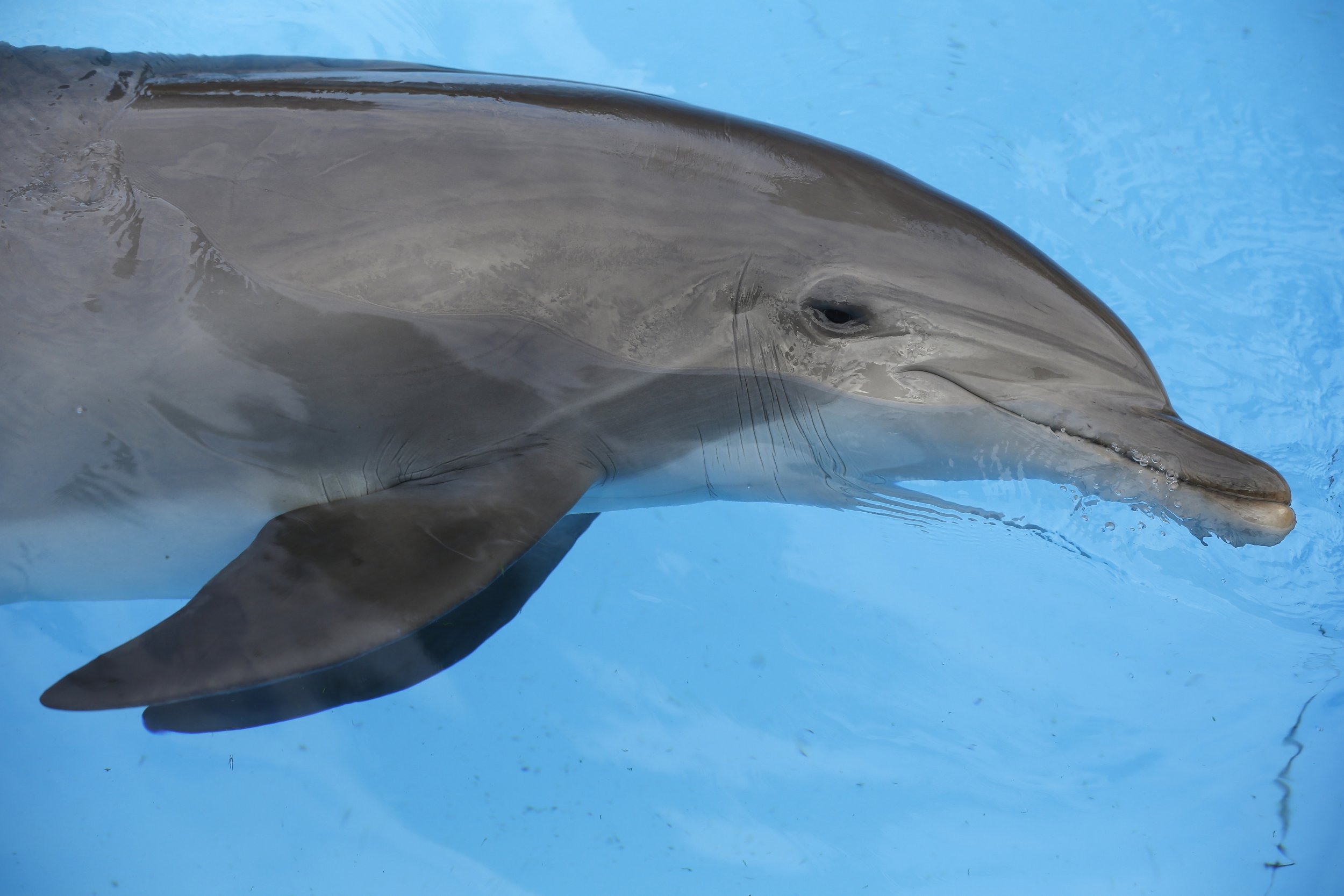 Common Bottlenose Dolphin - Georgia Aquarium