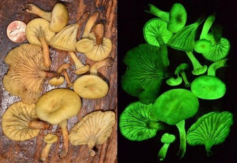 Scientists find why some mushrooms glow in dark - The Economic Times