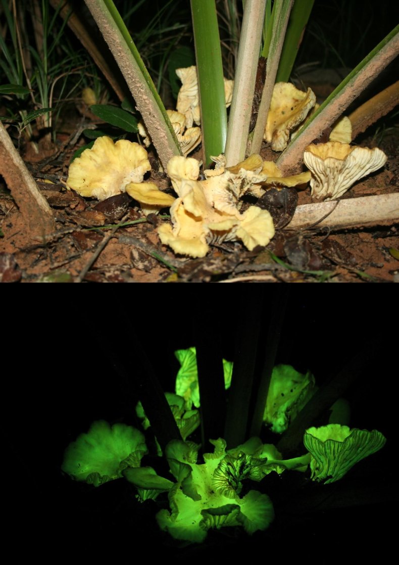 glowing-mushrooms-2