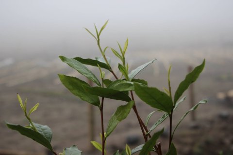 Tips of Scottish tea plants 2012