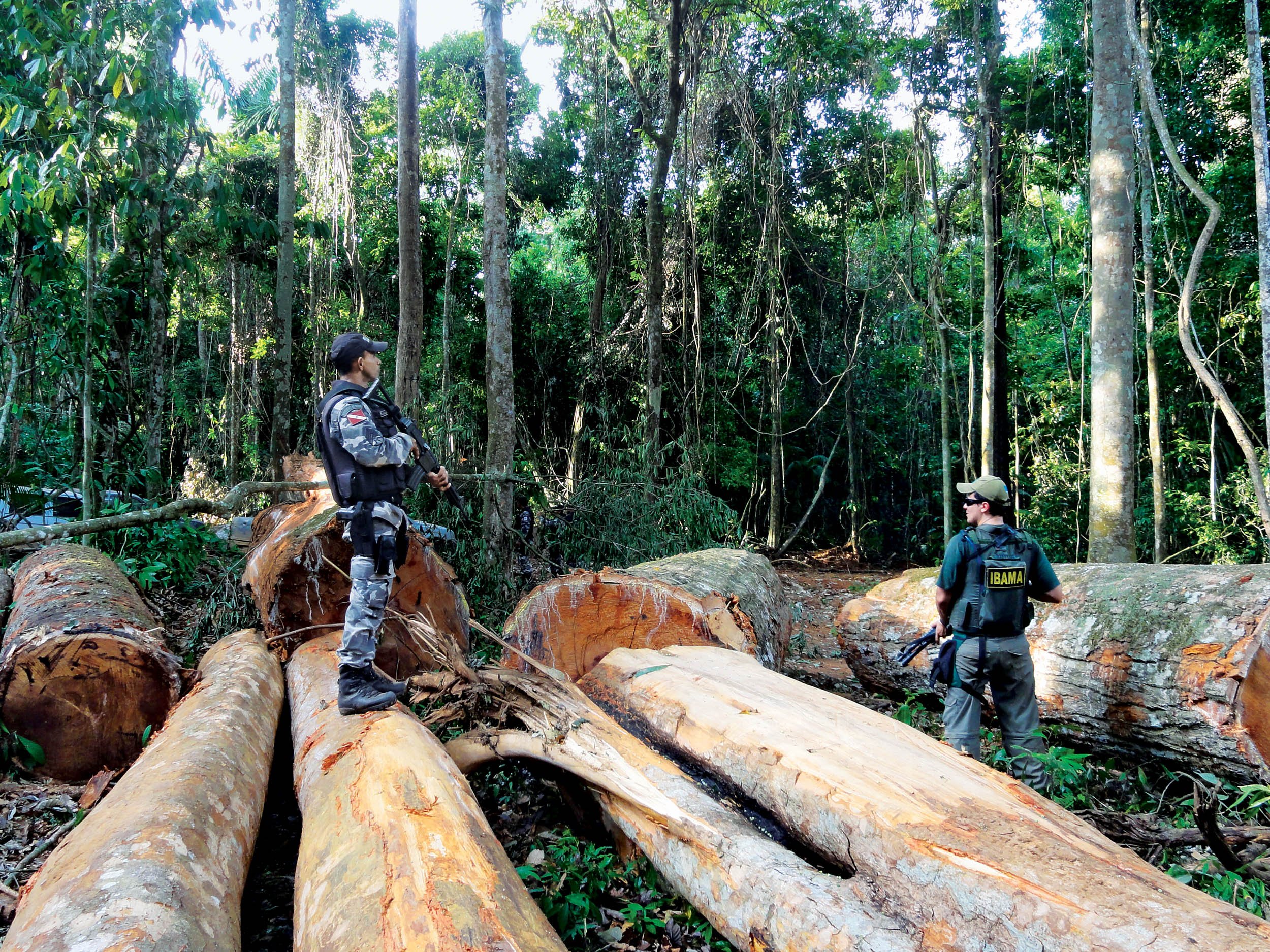 Deforestation In Brazil Amazon Rainforest - Zia Lilyan