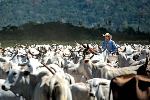 03_27_BrazilRainForest_02