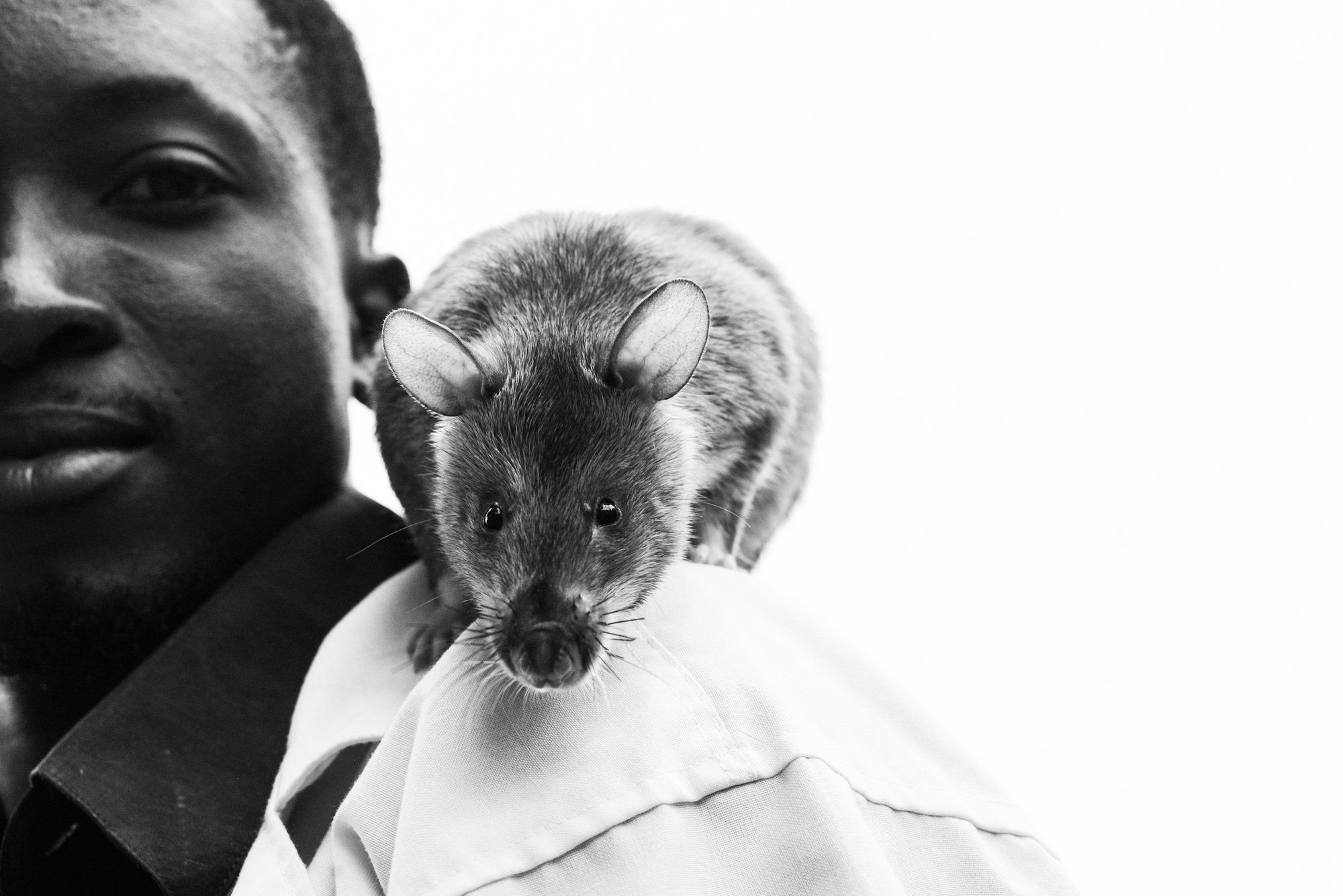 An African giant pouched rat sits on an APOPO worker's shoulder