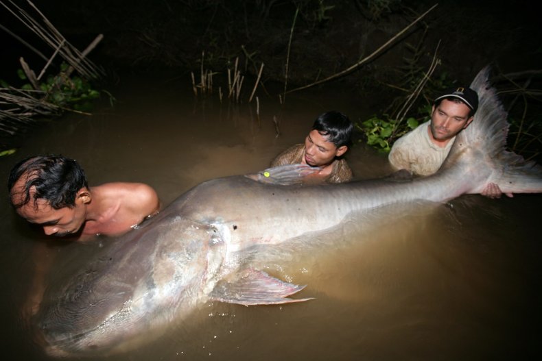 mekong giant catfish 240cm nov 13 2007