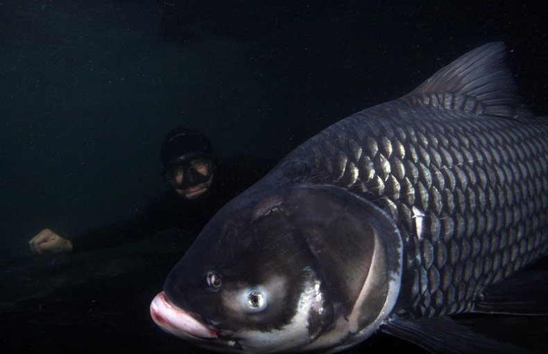 photo 7 zeb and giant siamese carp Catlocarpio siamensis 4