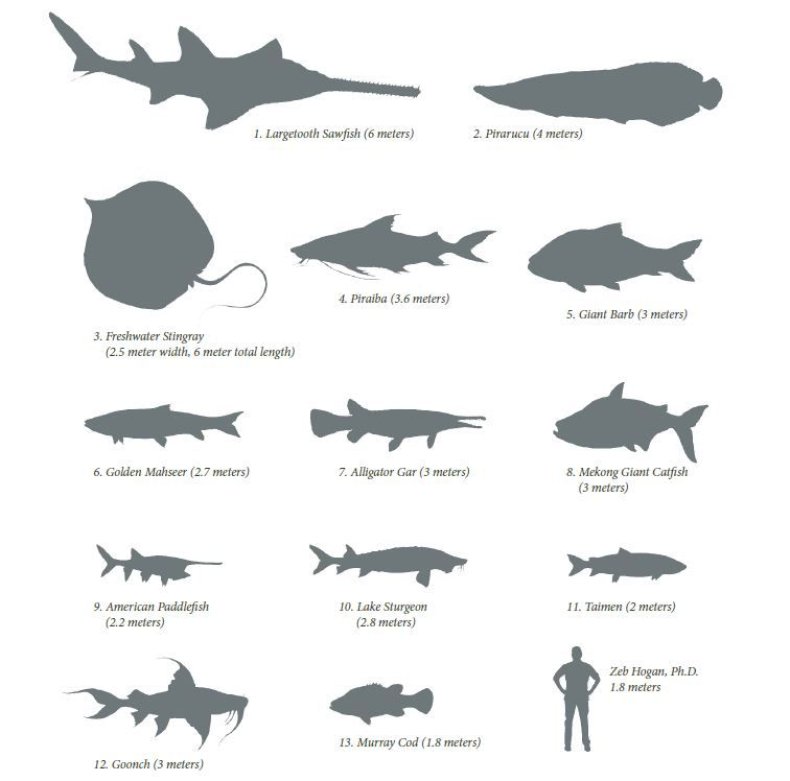 big-fish-chart