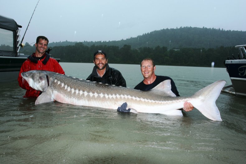 white sturgeon fraser river