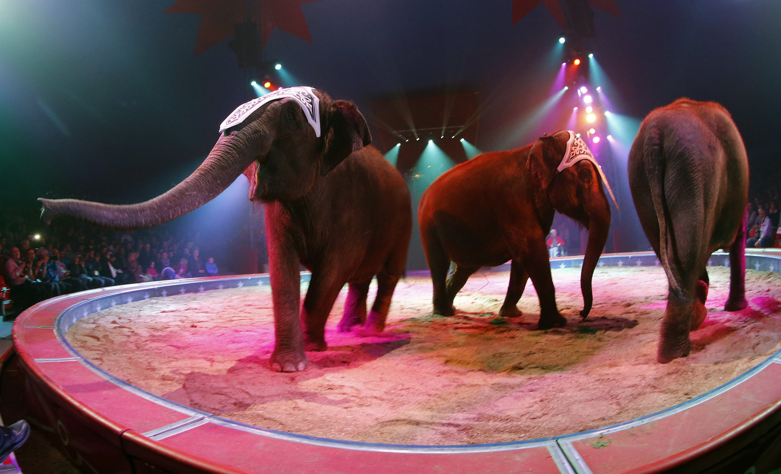 Elephants perform during a circus rehearsal