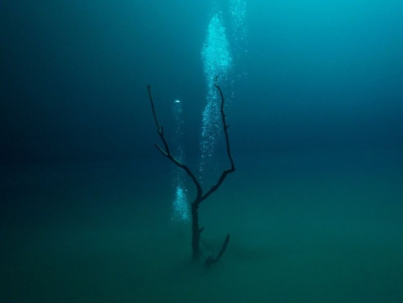 cenote-branch