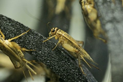 Insects - crickets