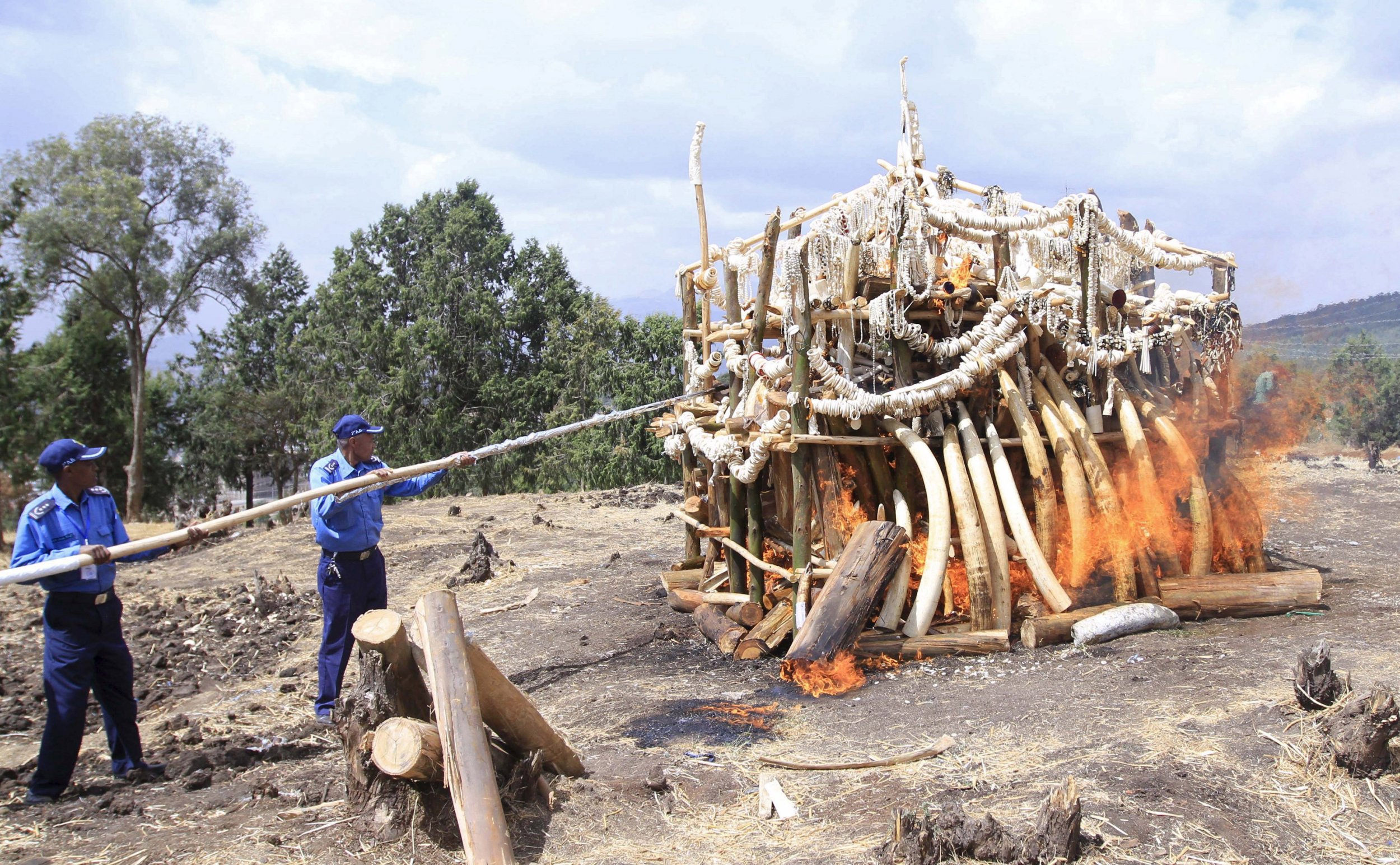 6.1 tonnes of ivory is set alight in Ethiopia's capital Addis Ababa. 