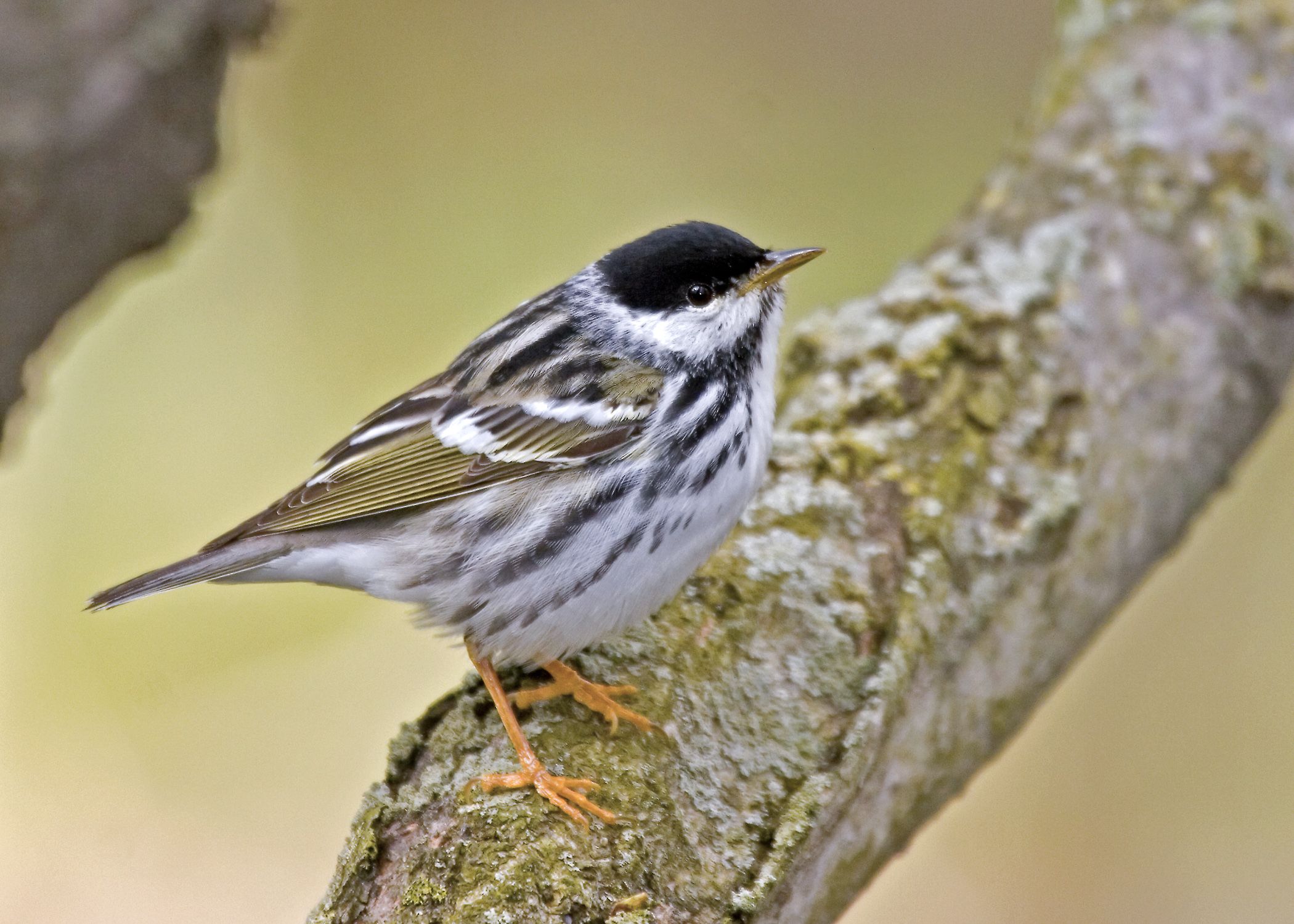 the-small-songbird-that-travels-1-700-miles-in-non-stop-flight-lasting