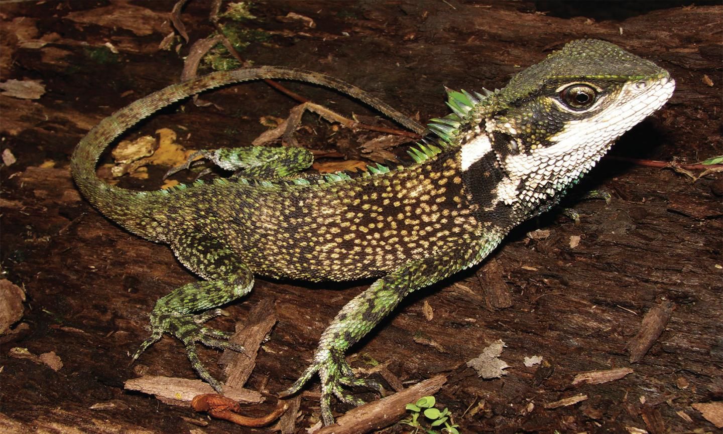 Enyalioides sophiarothschildae, one of three new species discovered in the Andes