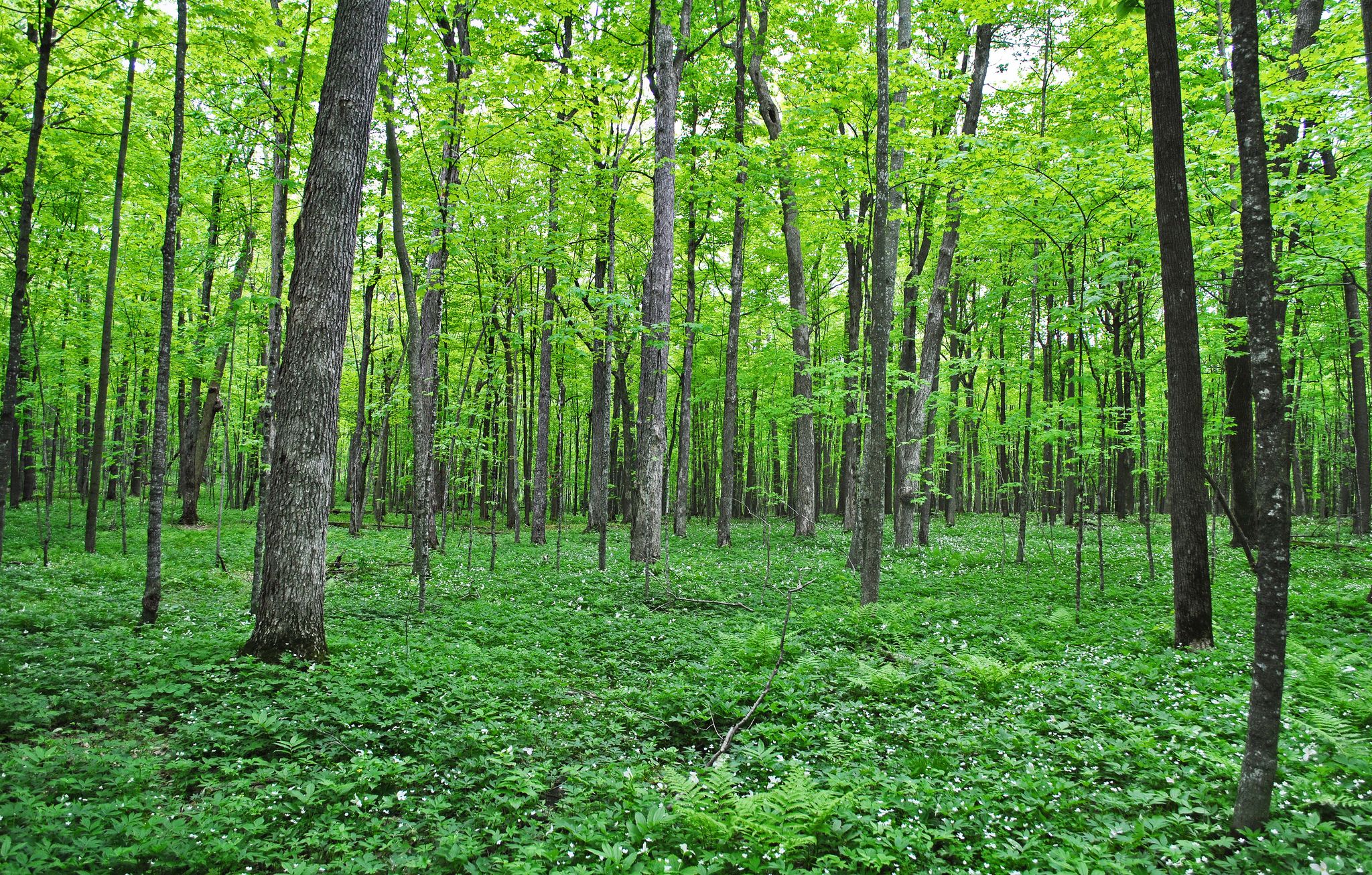 Wood state. Ярко зеленый п лес Торпа. Natural areas. The nature State.