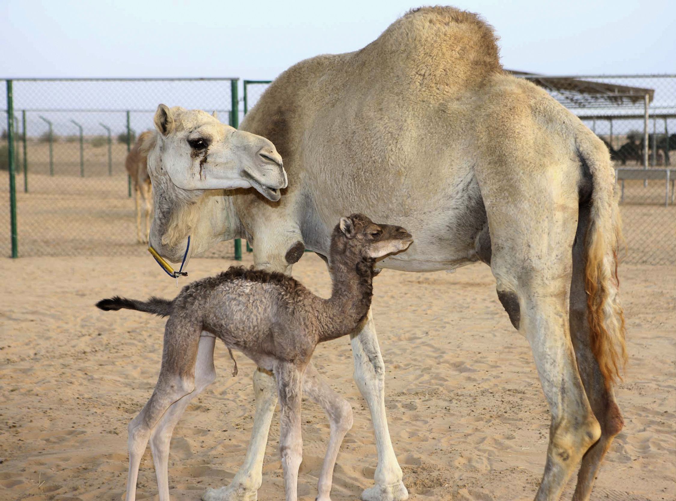 World S First Cloned Camel Crosses Another Hump Her Sixth Birthday