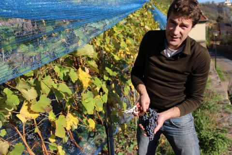EB_Italian wine in Saxony_Martin Schwarz with his grapes_photo credit Martin Schwarz