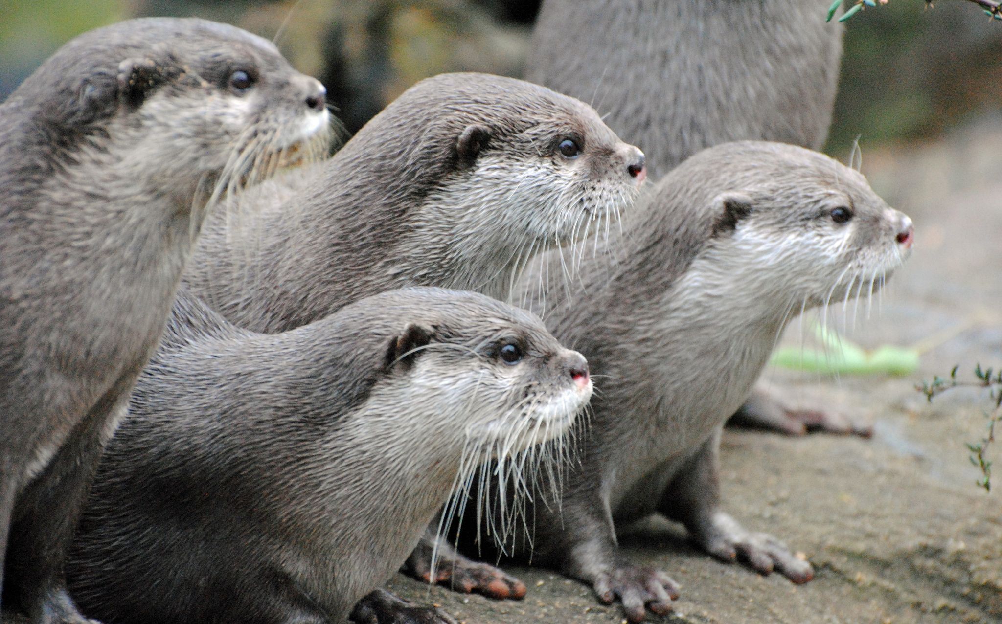 Government killed 454 otters