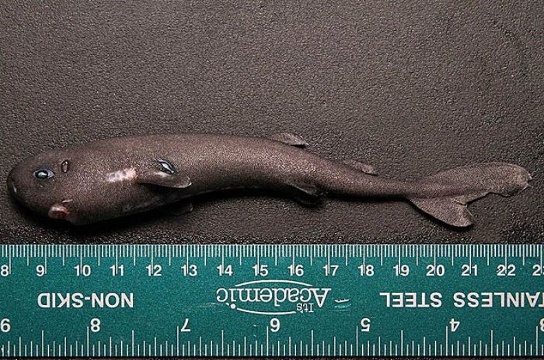 04_24_PocketShark_02