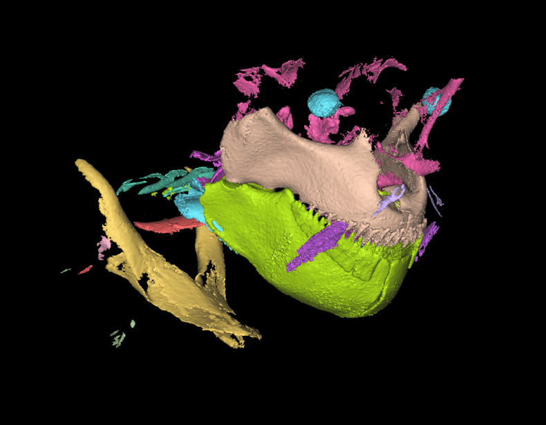 Molisquama head