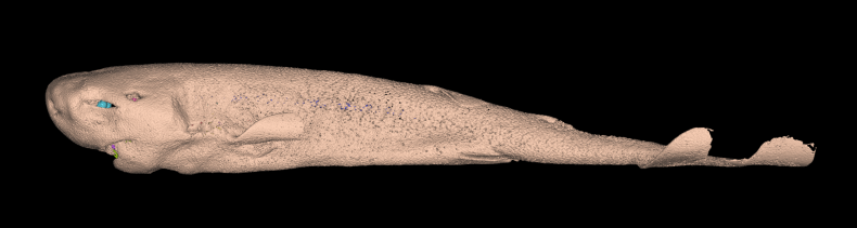 Molisquama with skin
