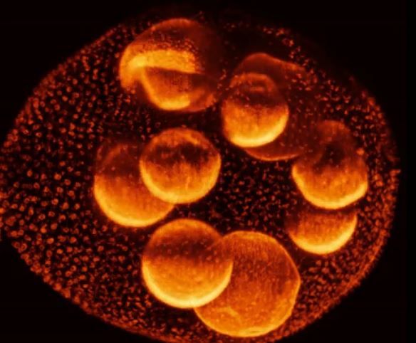 algae-embryos