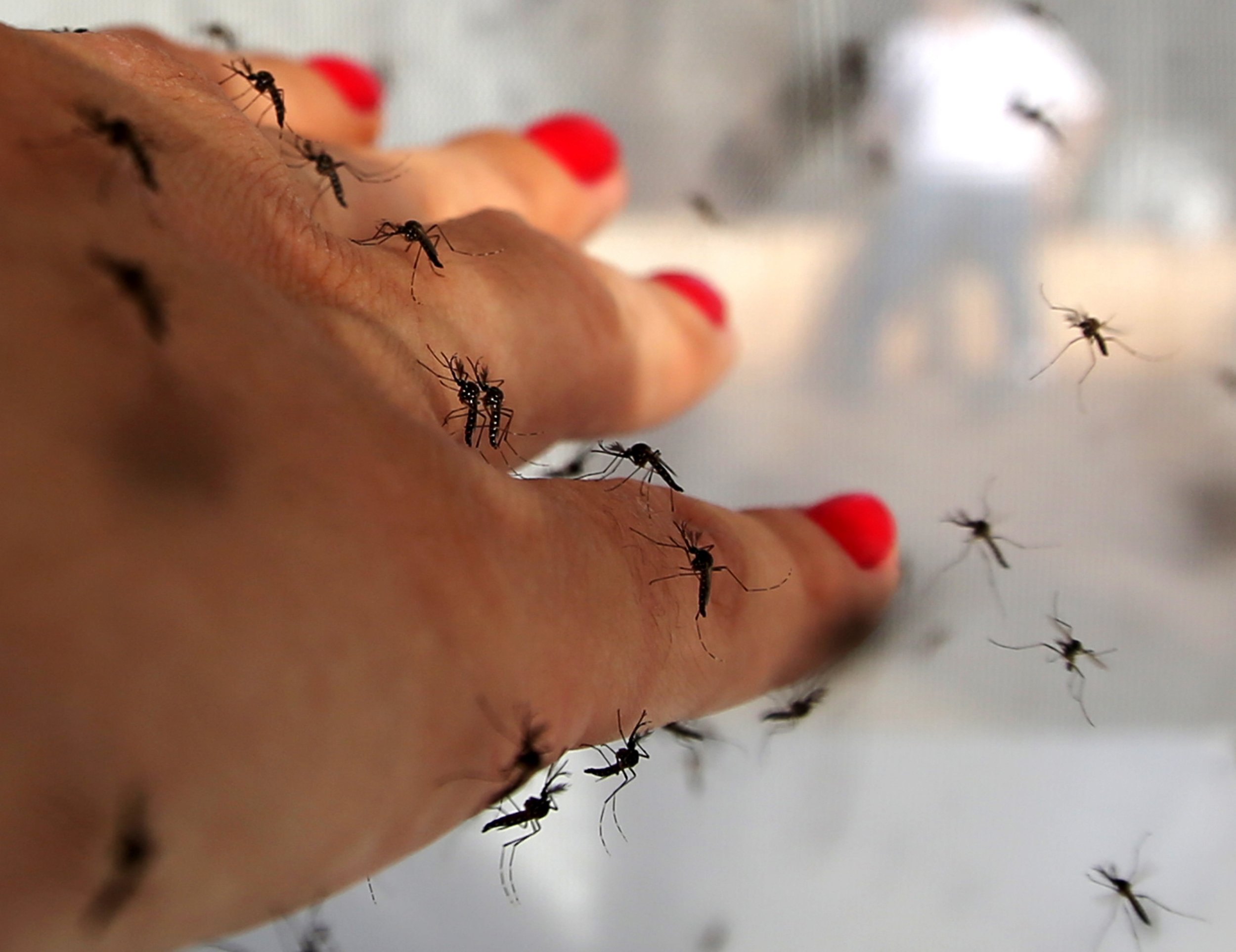 mosquitoes-really-do-prefer-some-people-to-others-say-scientists