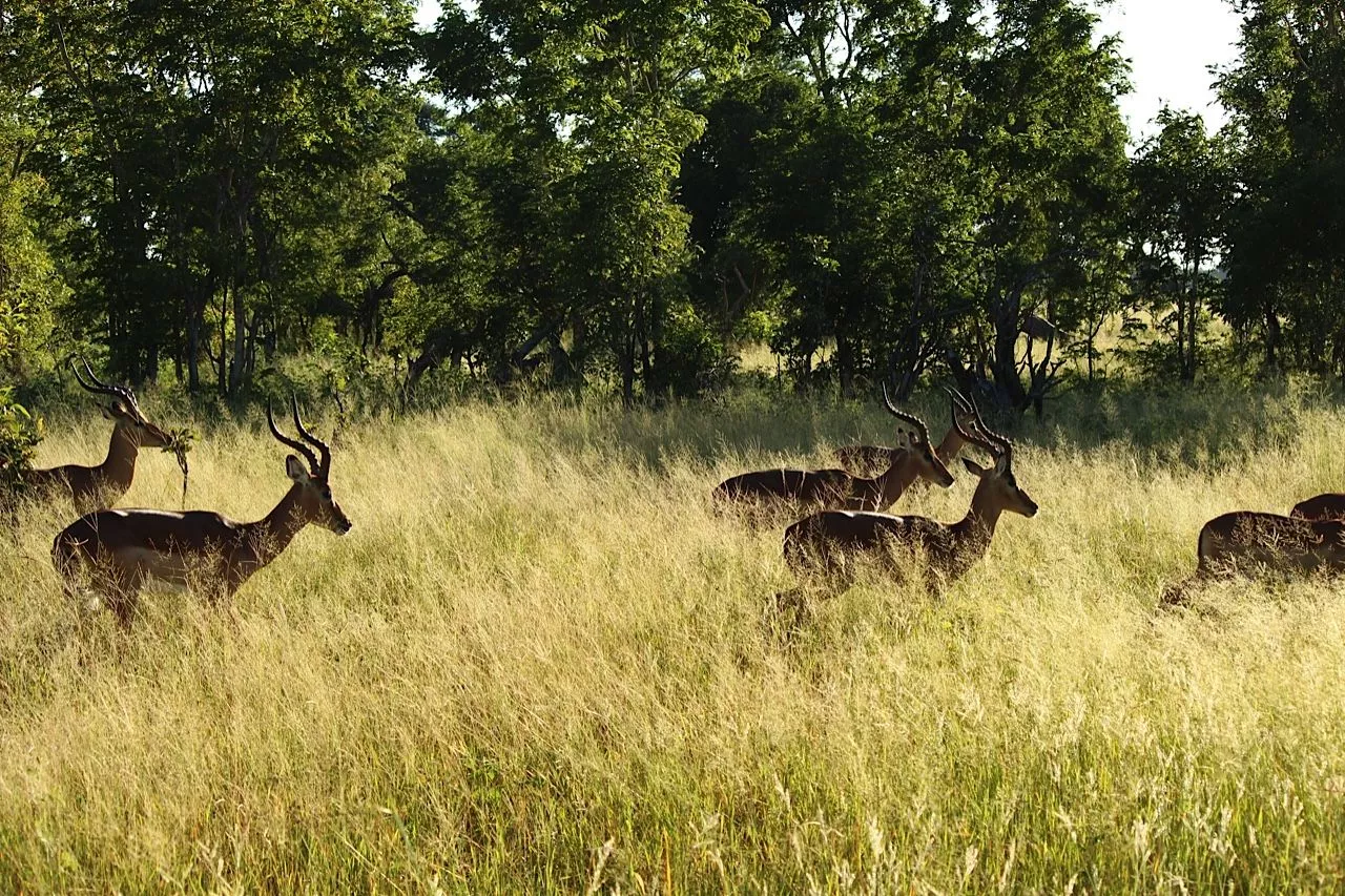 Killing for Conservation in a Big Game Reserve - Newsweek