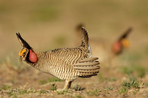 05_08_PrairieChicken_01 05_08_PrairieChicken_01