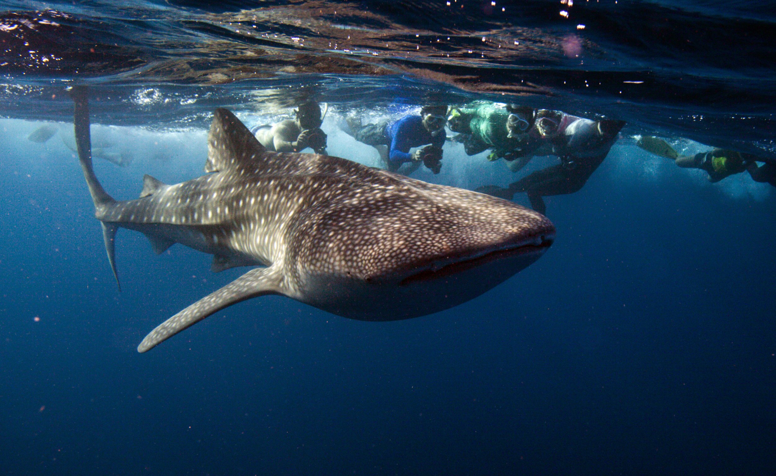 Stop Riding Whale Sharks Floridians