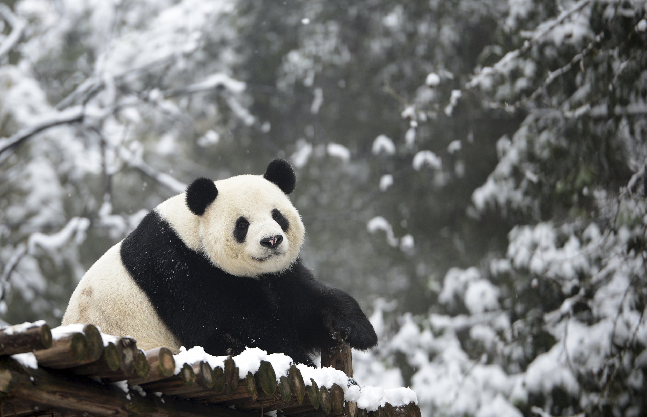 Giant Panda 