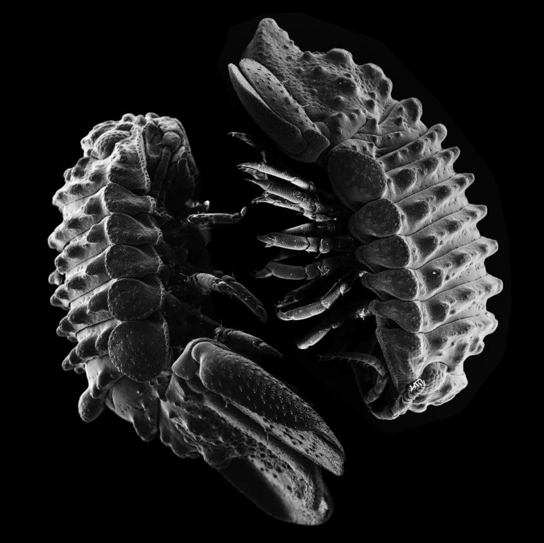 male-female-marine-pillbug male-female-marine-pillbug