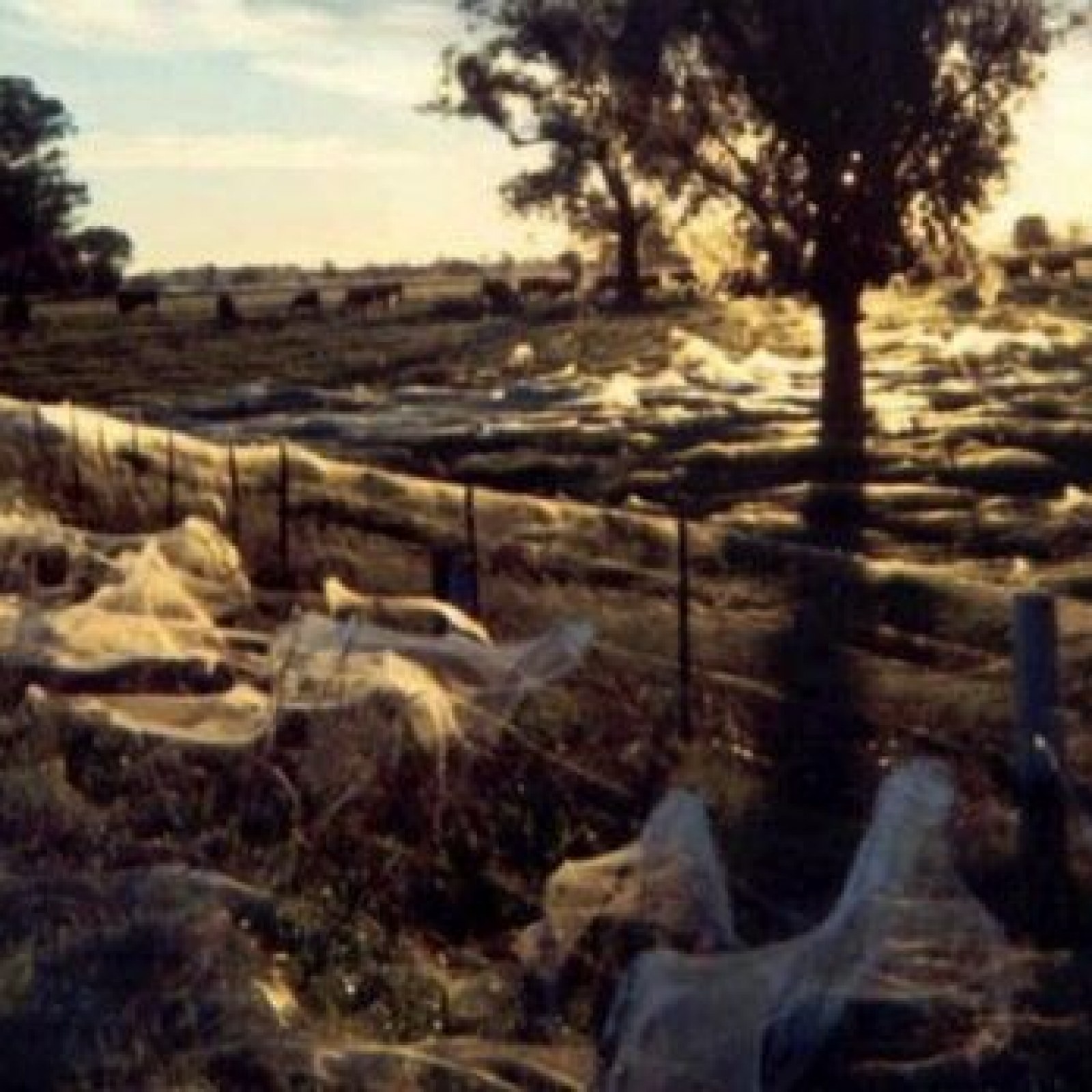 Why It S Not Actually Raining Spiders In Australia