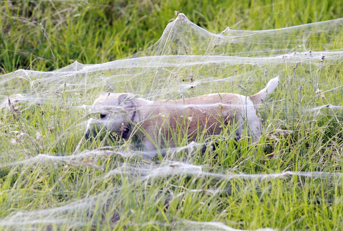 Storm' of spider silk — not webs — drapes Australian city