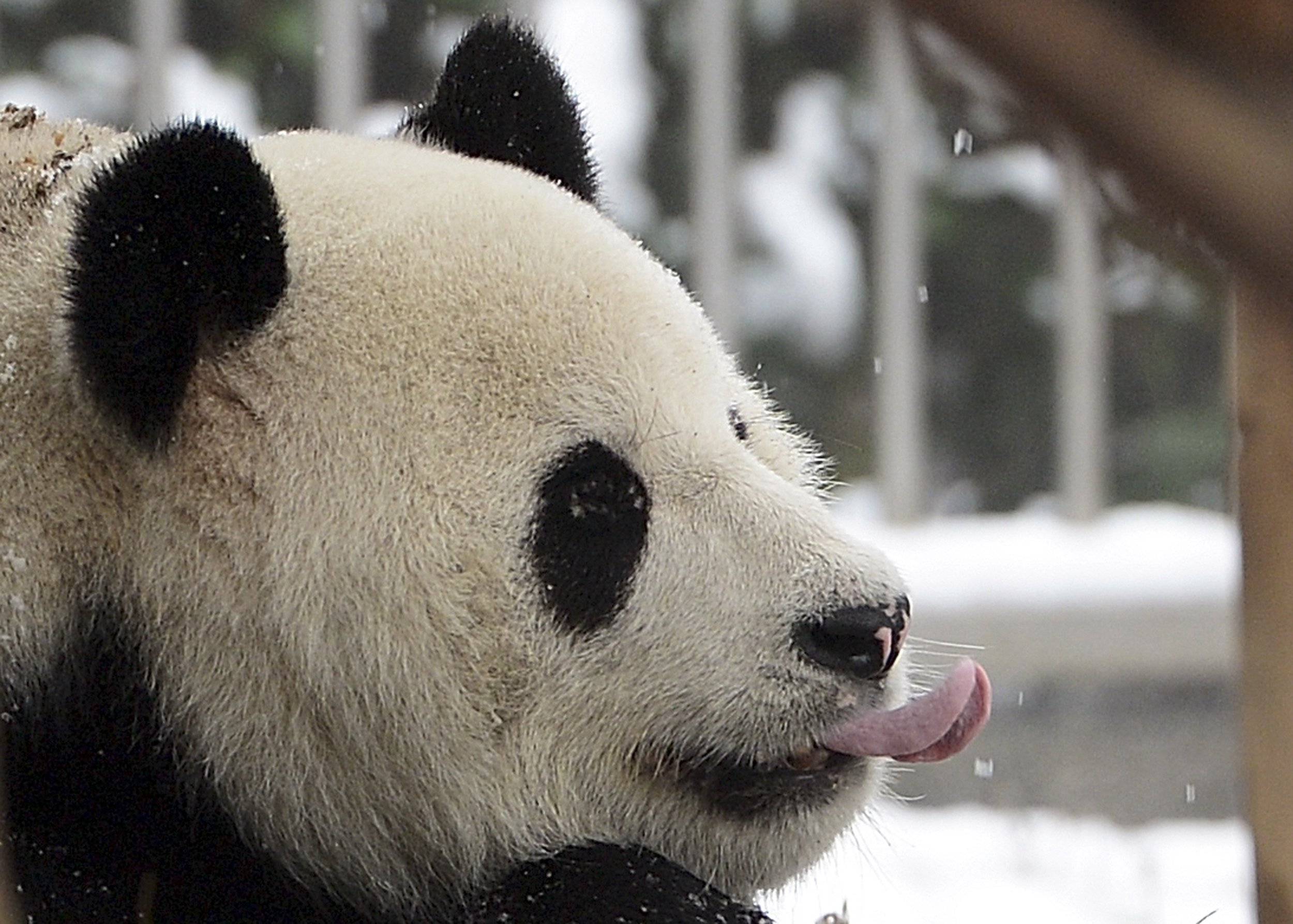 pandas eating bamboo