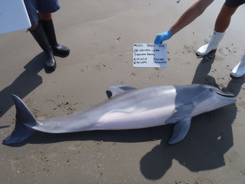 BP Oil Spill Dolphin Deaths
