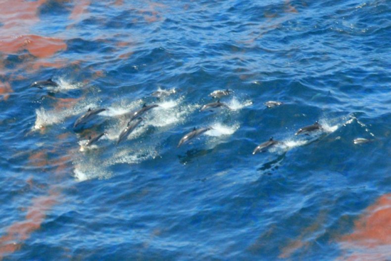 Dolphins Swim Through Oil from BP Spill