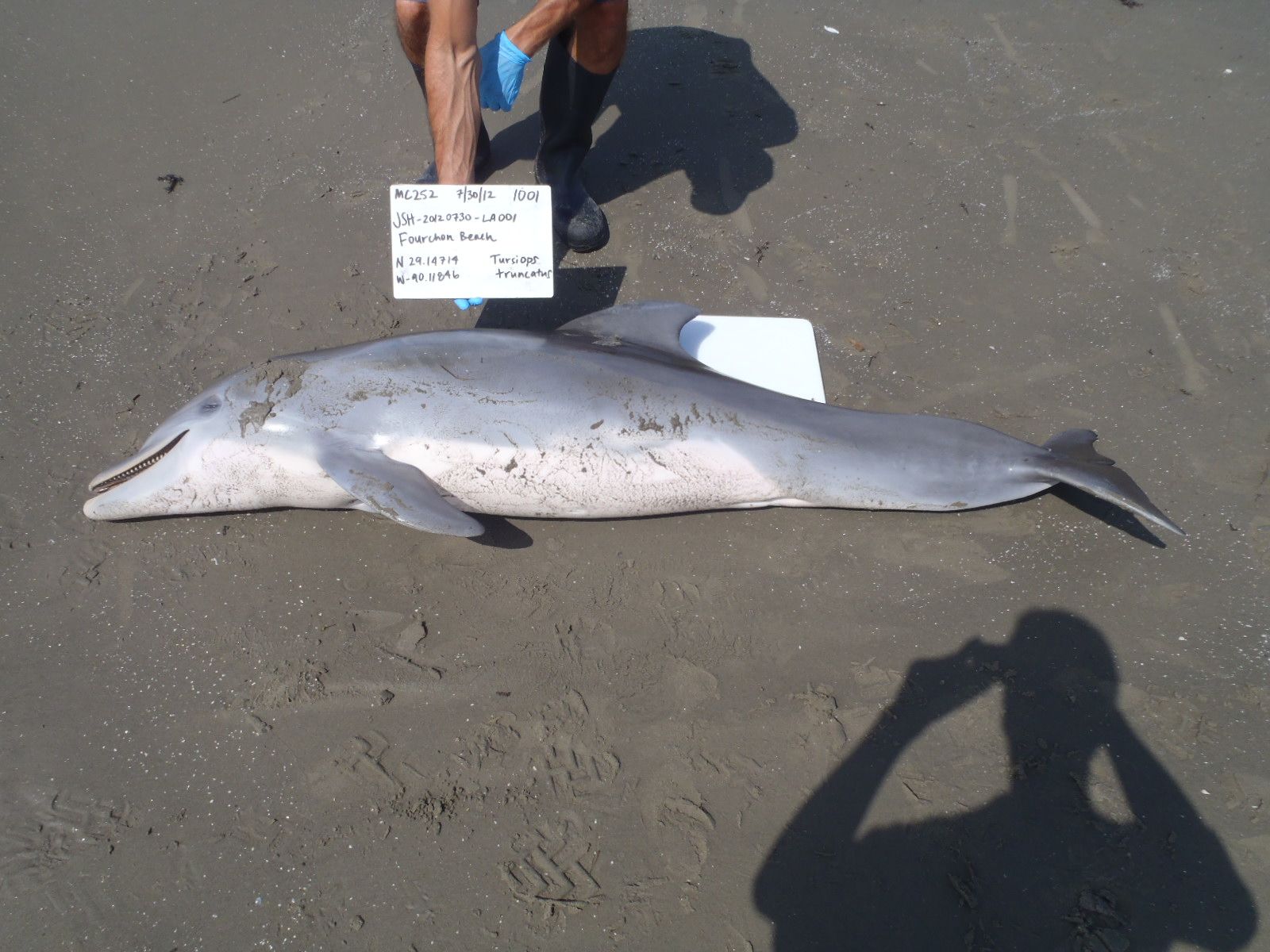 Dolphin Deaths BP Oil Spill