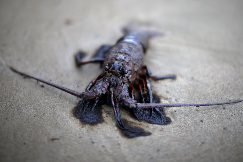 Lobster in California Oil Spill
