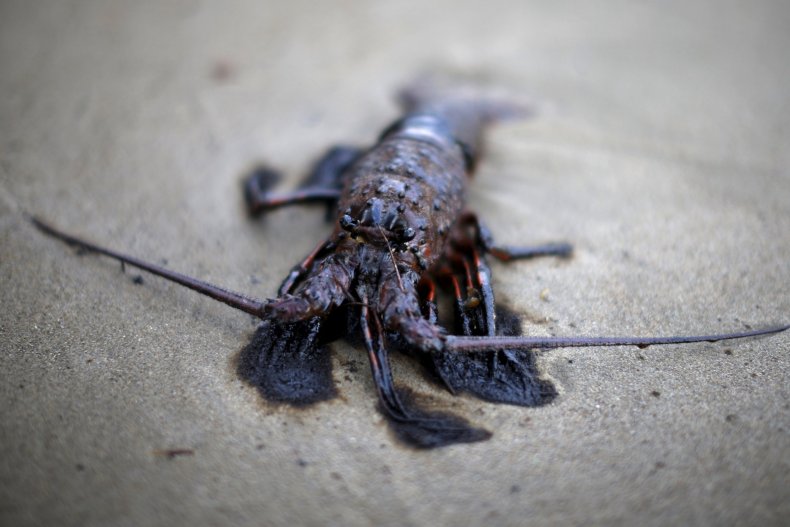 Lobster in California Oil Spill Lobster in California Oil Spill