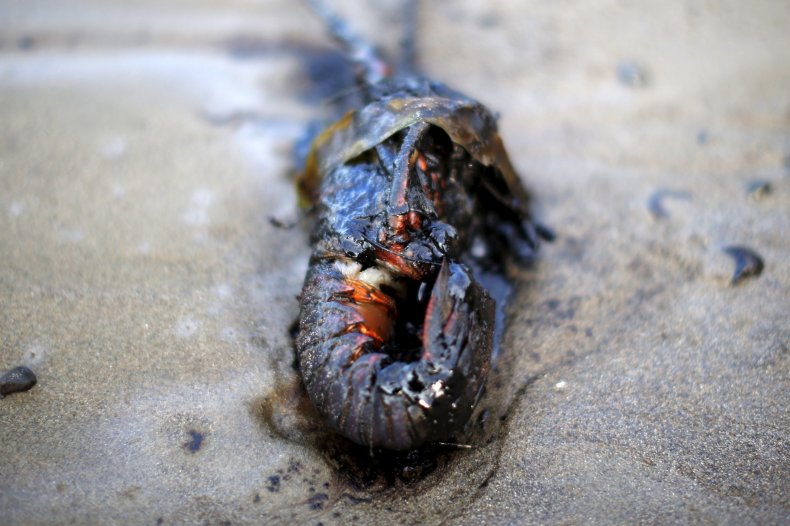 Oiled Shrimp in California Oiled Shrimp in California