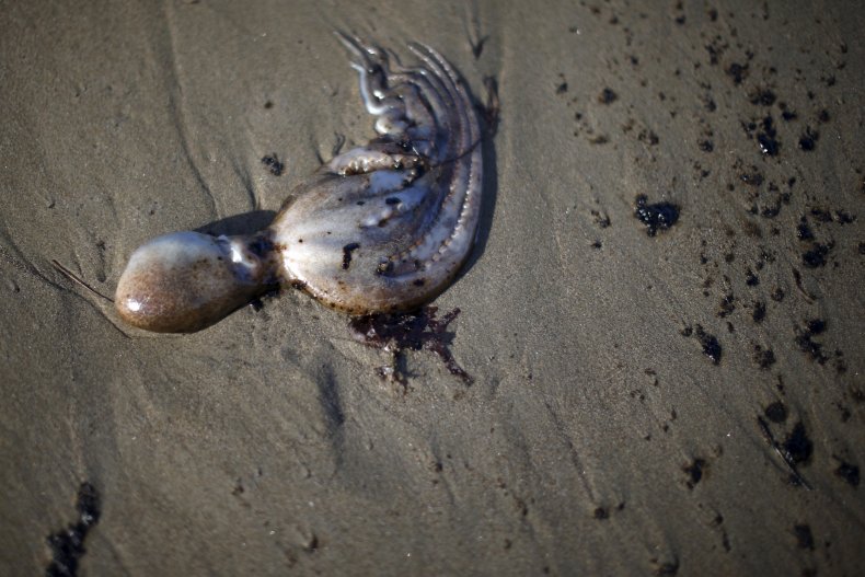 Octopus in California Oil Spill Octopus in California Oil Spill