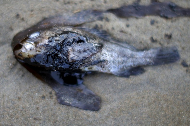 Fish in Oil Spill Fish in Oil Spill